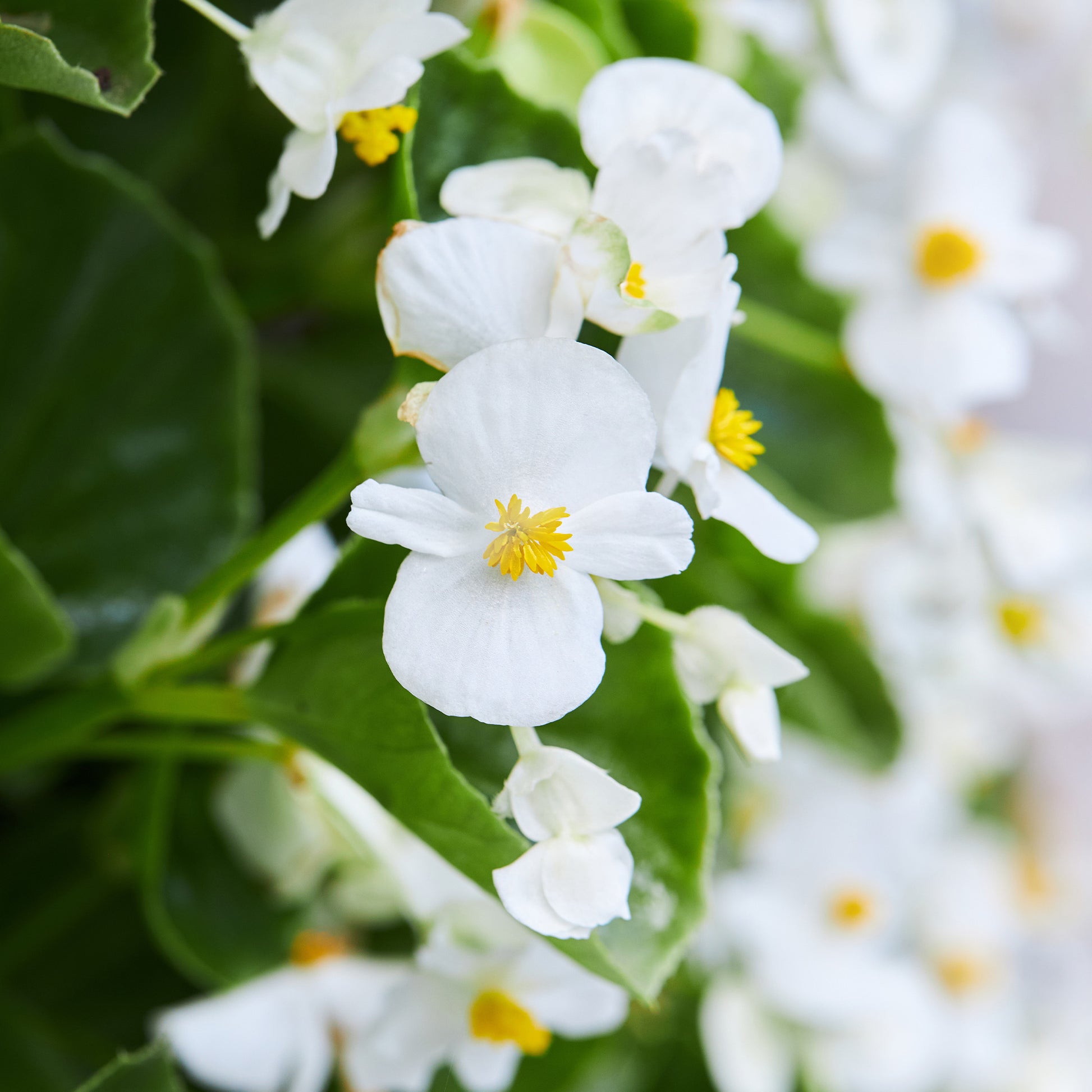 Bégonia semperflorens white - Bégonia semperflorens blanc - Fleurs pour terrasses et balcons