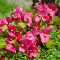 Fleurs pour terrasses et balcons - Bégonia semperflorens rose - Bégonia semperflorens pink