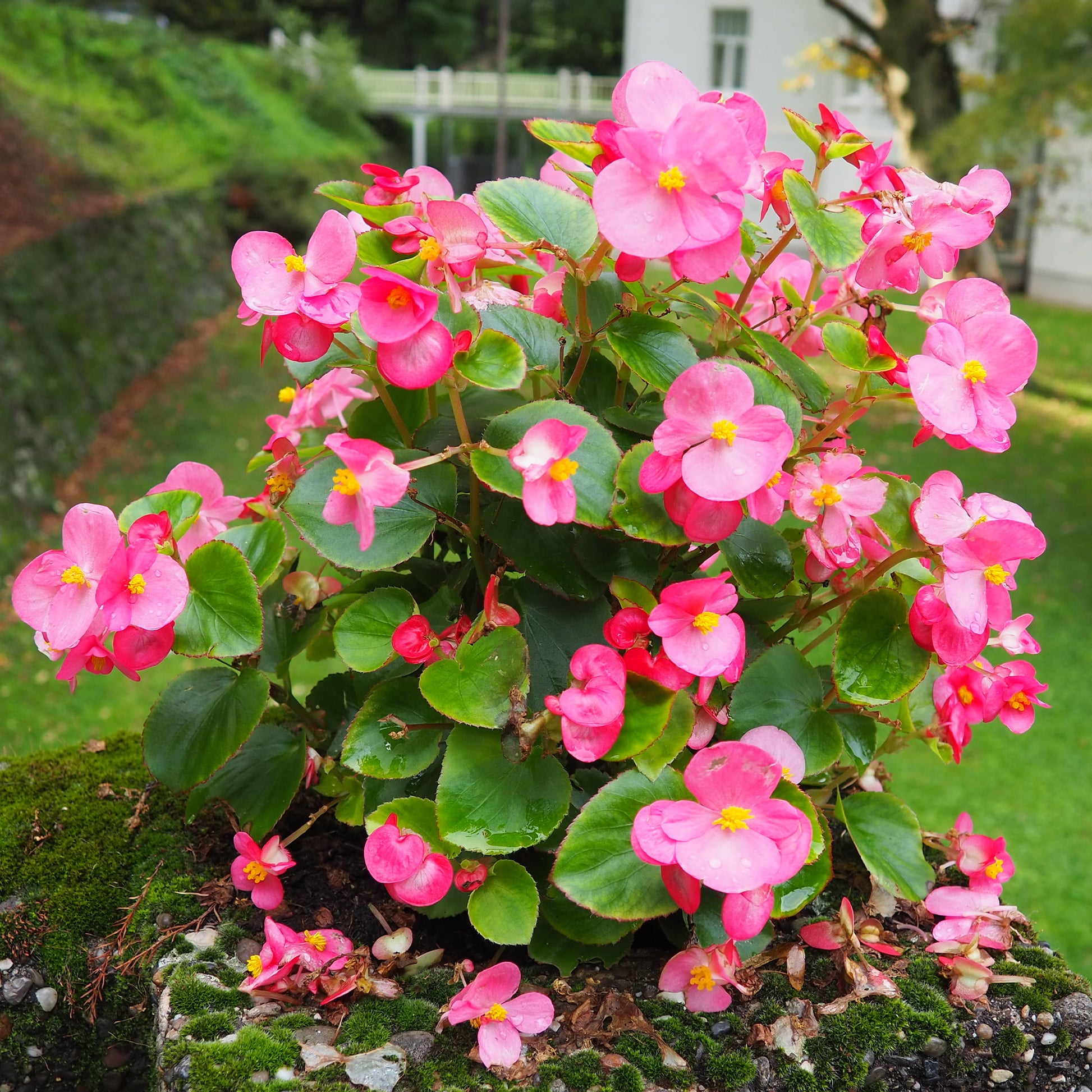 Bégonia semperflorens rose - Bakker