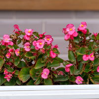 Bégonia semperflorens rose - Bégonia semperflorens pink - Bakker