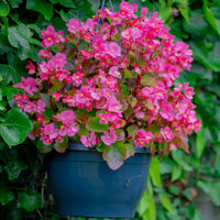 Bégonia semperflorens pink - Bégonia semperflorens rose - Fleurs pour terrasses et balcons