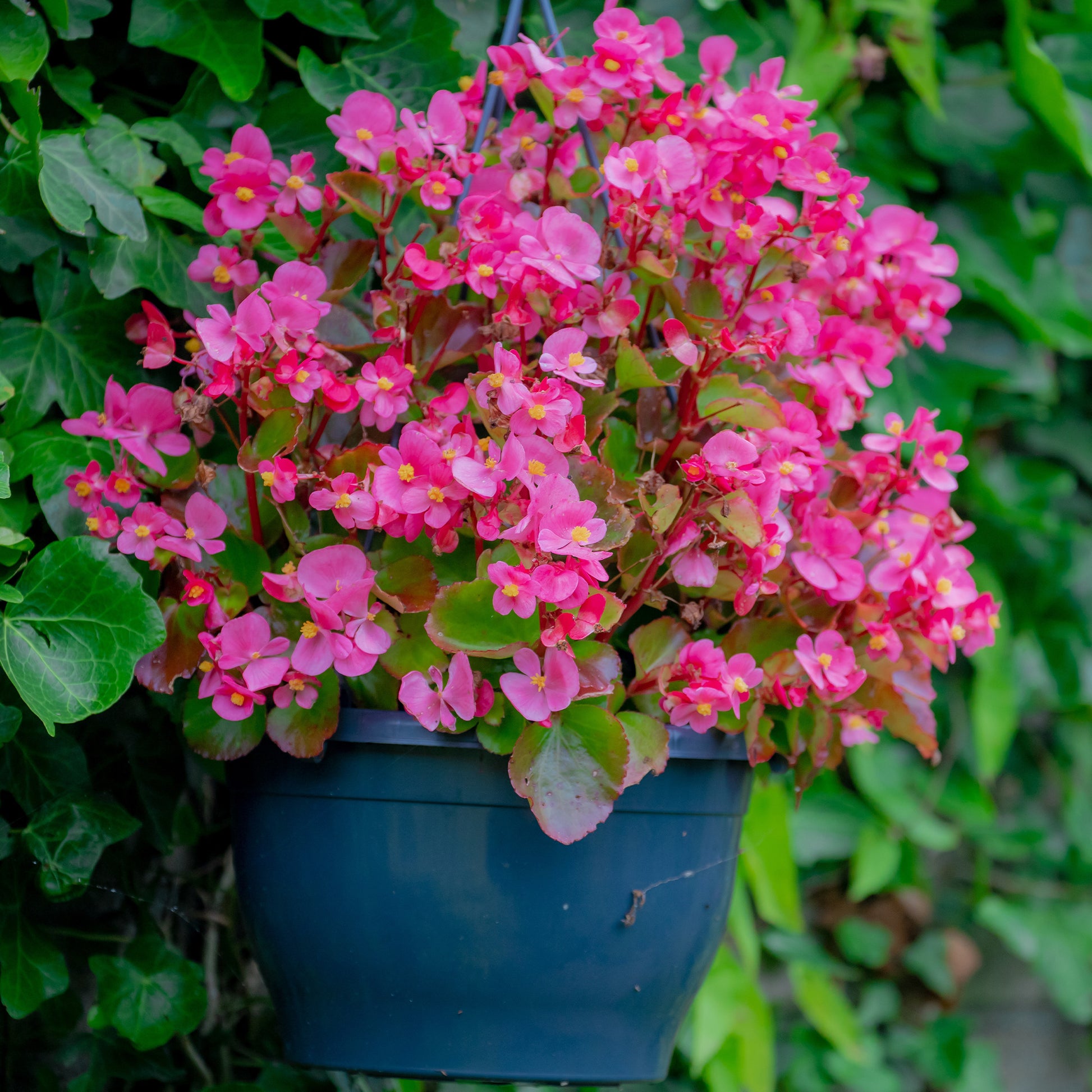 Bégonia semperflorens pink - Bégonia semperflorens rose - Fleurs pour terrasses et balcons