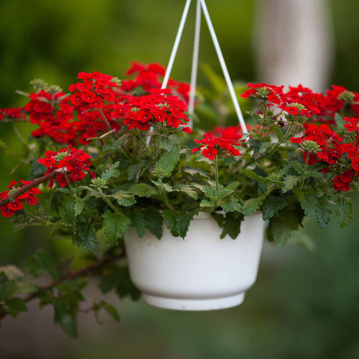 Verveine retombante rouge - Bakker