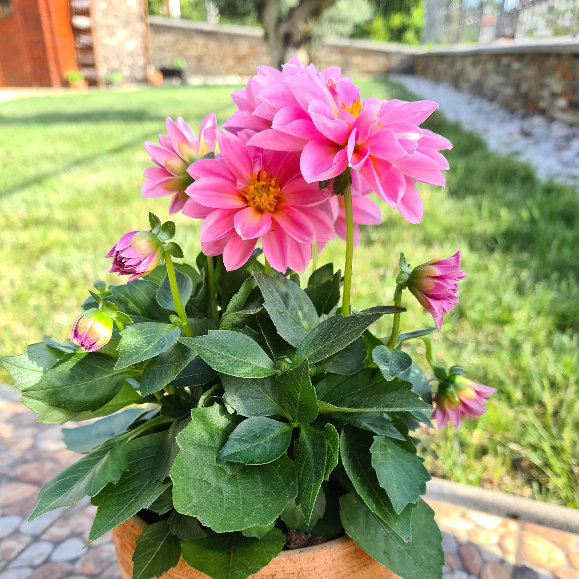 Dahlia rose - Dahlia pink - Bakker