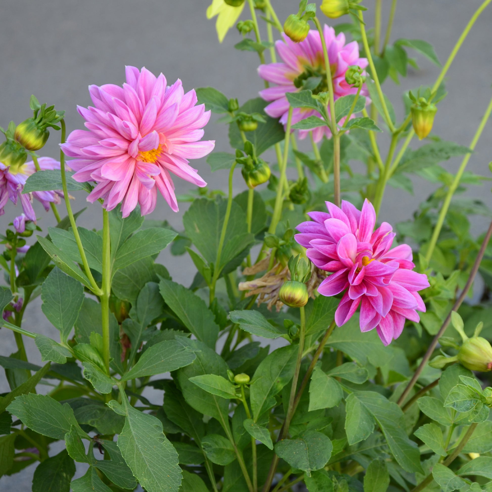 Dahlia rose - Bakker
