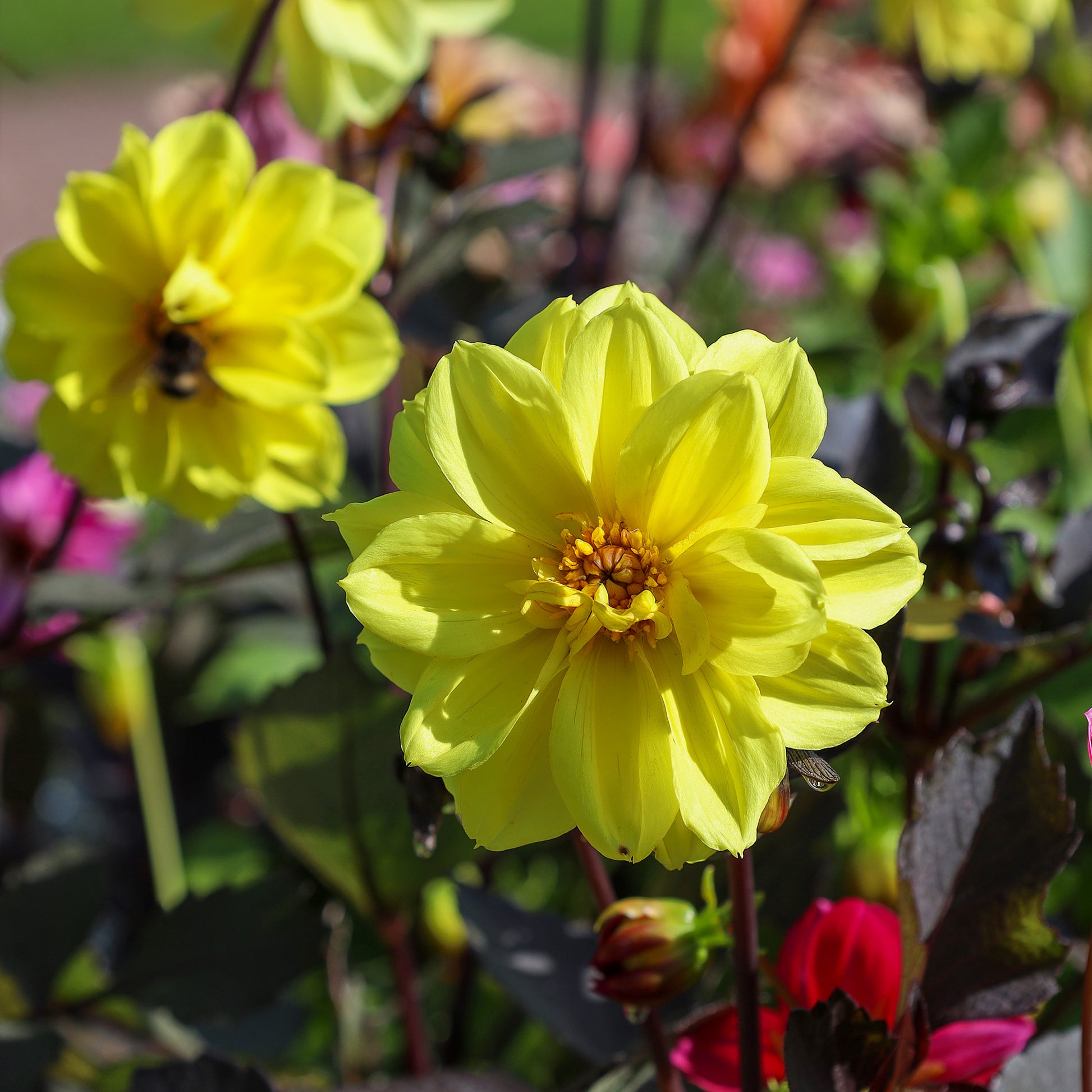 Dahlia jaune - Dahlia yellow - Bakker