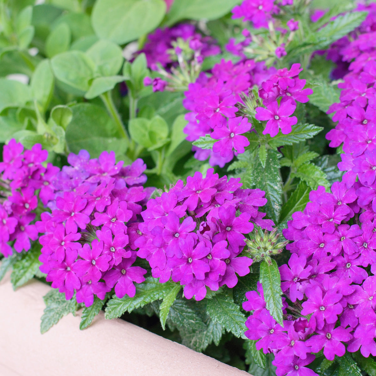 Verveine retombante violette - Verbena purple - Bakker
