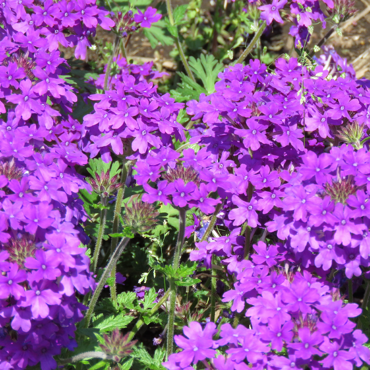 Verveine retombante violette - Bakker