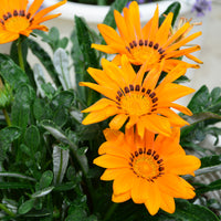Gazania orange - Gazania orange - Bakker
