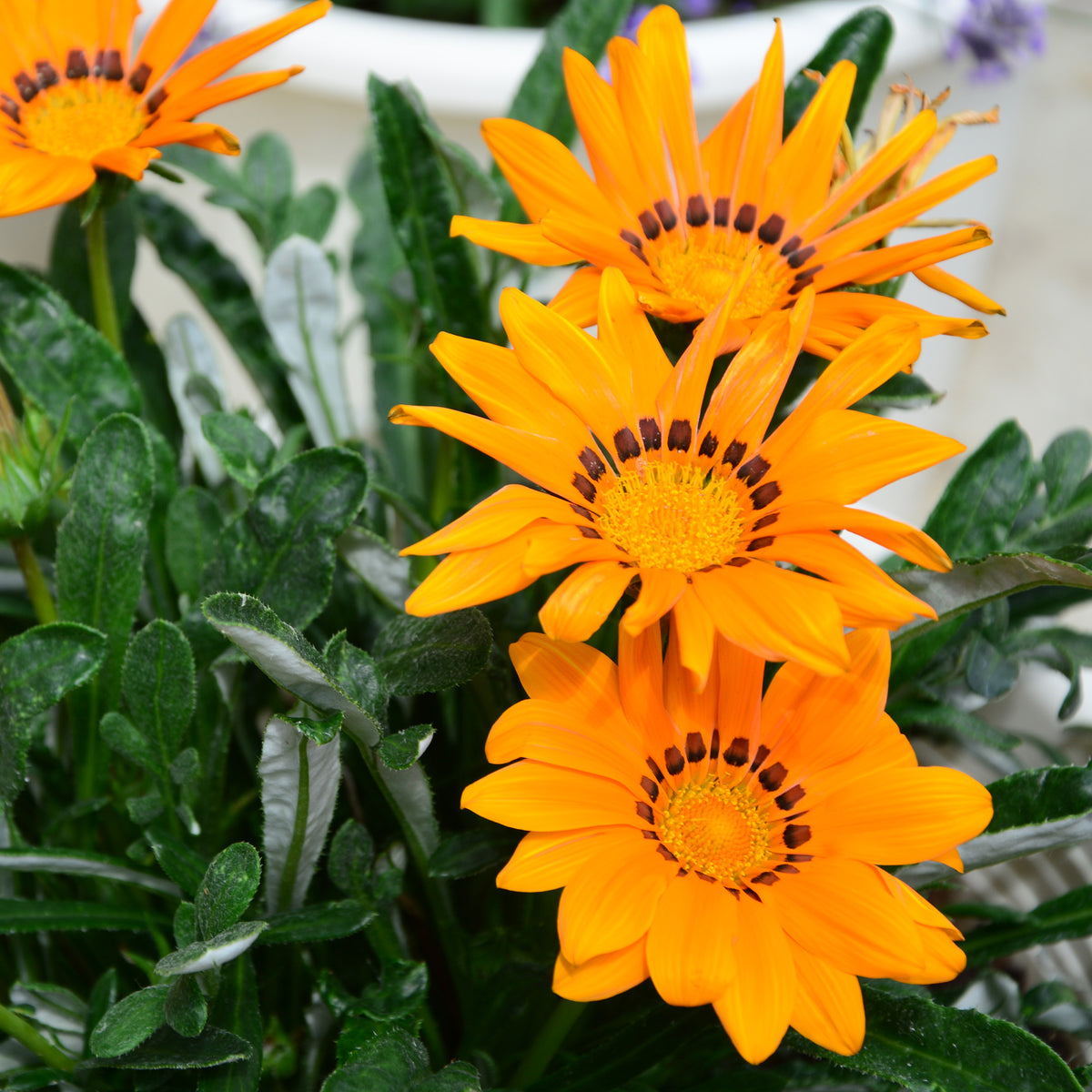 Gazania orange - Gazania orange - Bakker
