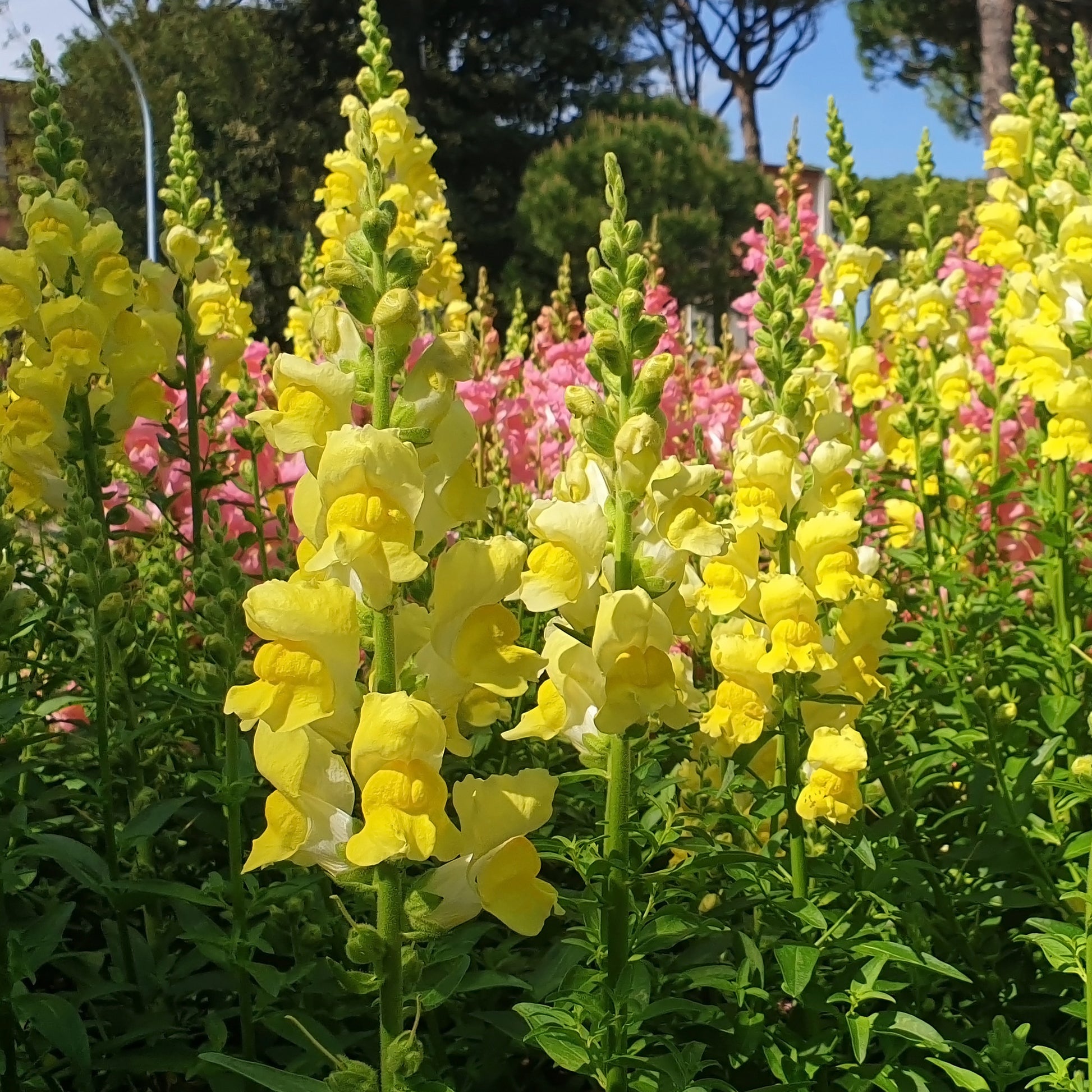 Muflier yellow - Muflier jaune - Fleurs pour terrasses et balcons
