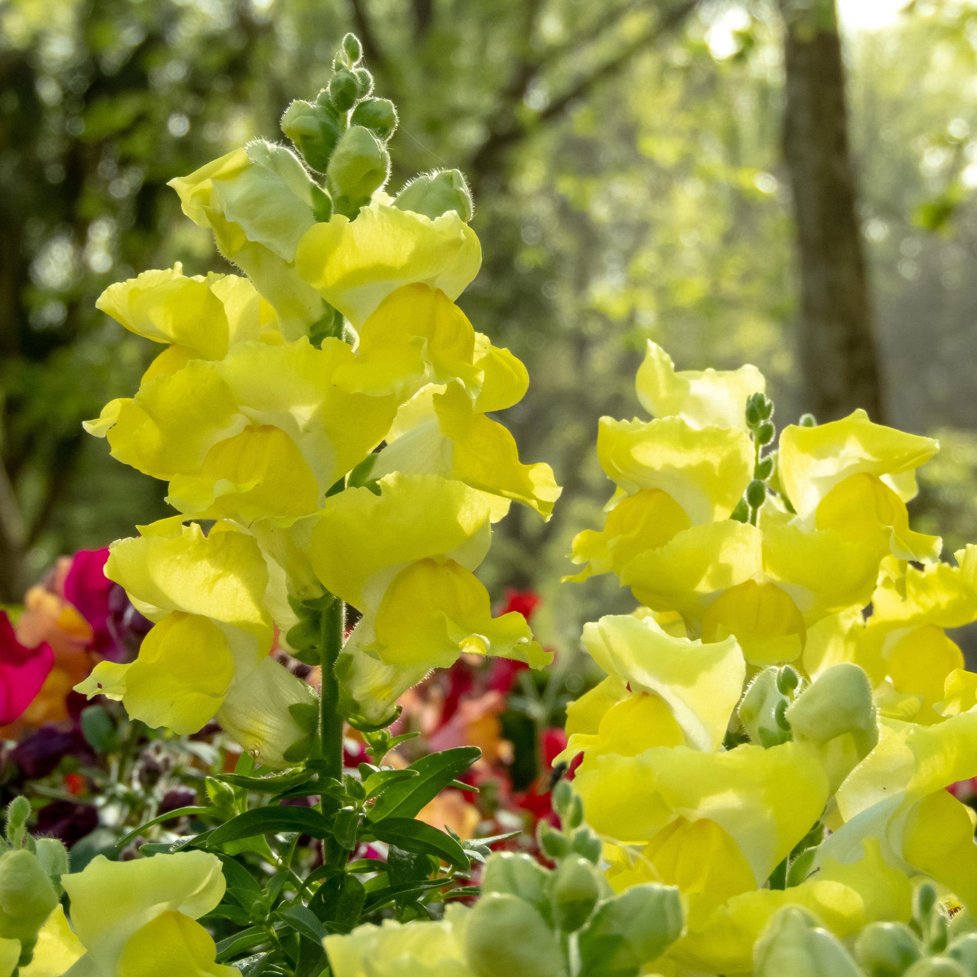 Muflier jaune - Muflier yellow - Bakker