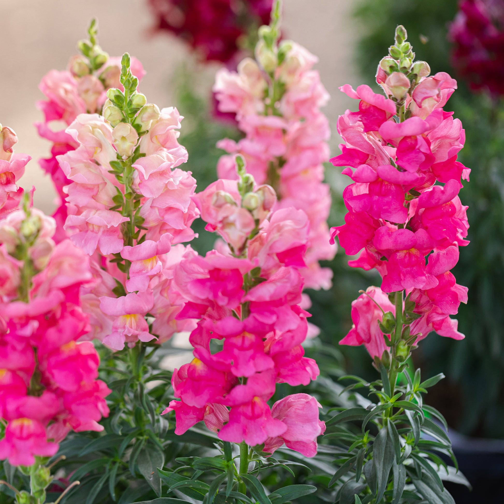 Muflier rose - Muflier pink - Bakker