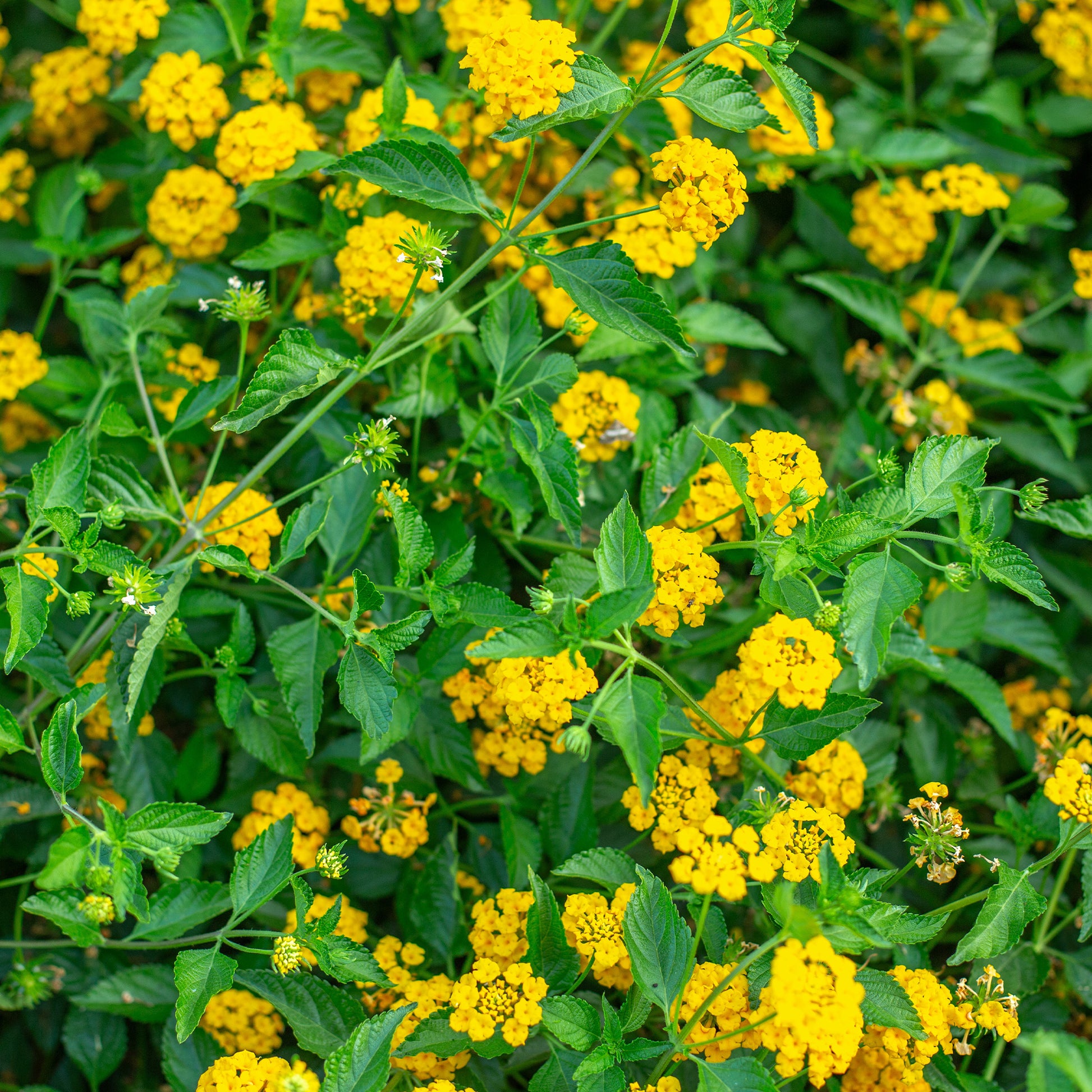 Lantana yellow - Lantana jaune - Fleurs pour terrasses et balcons