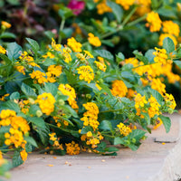 Lantana jaune - Bakker