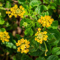 Lantana jaune - Lantana yellow - Bakker