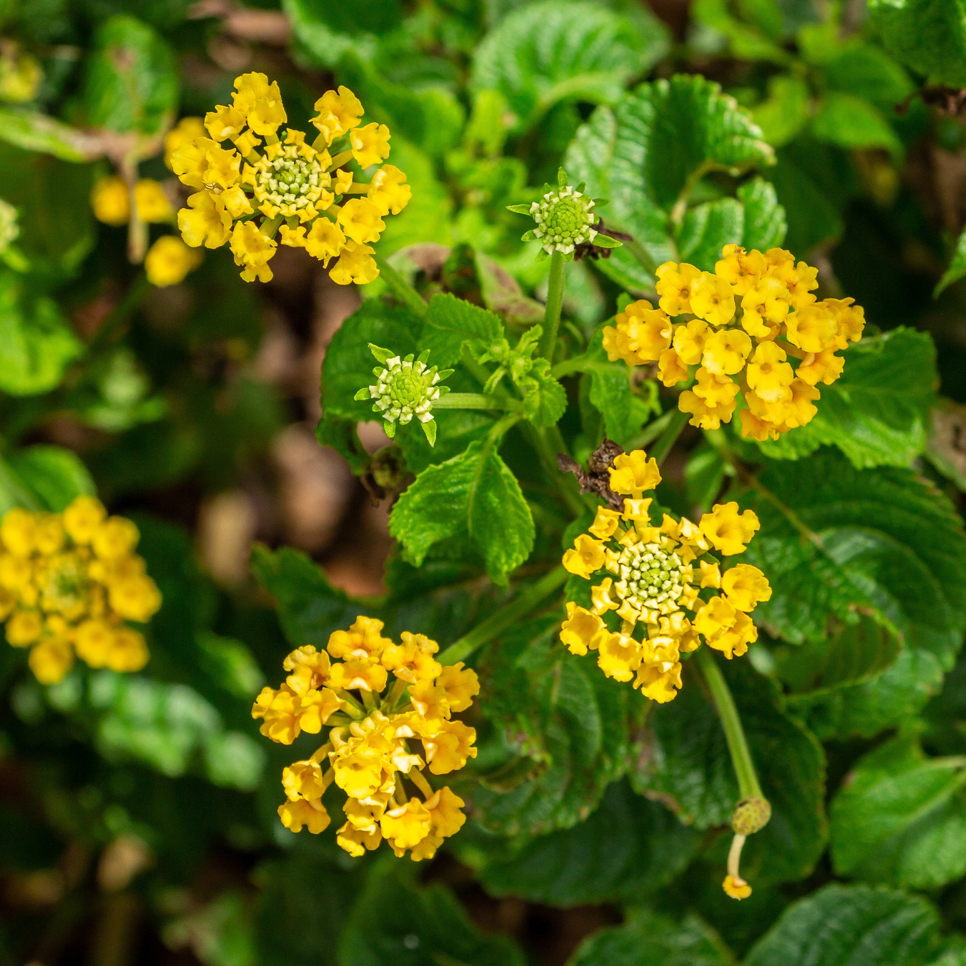 Lantana jaune - Lantana yellow - Bakker