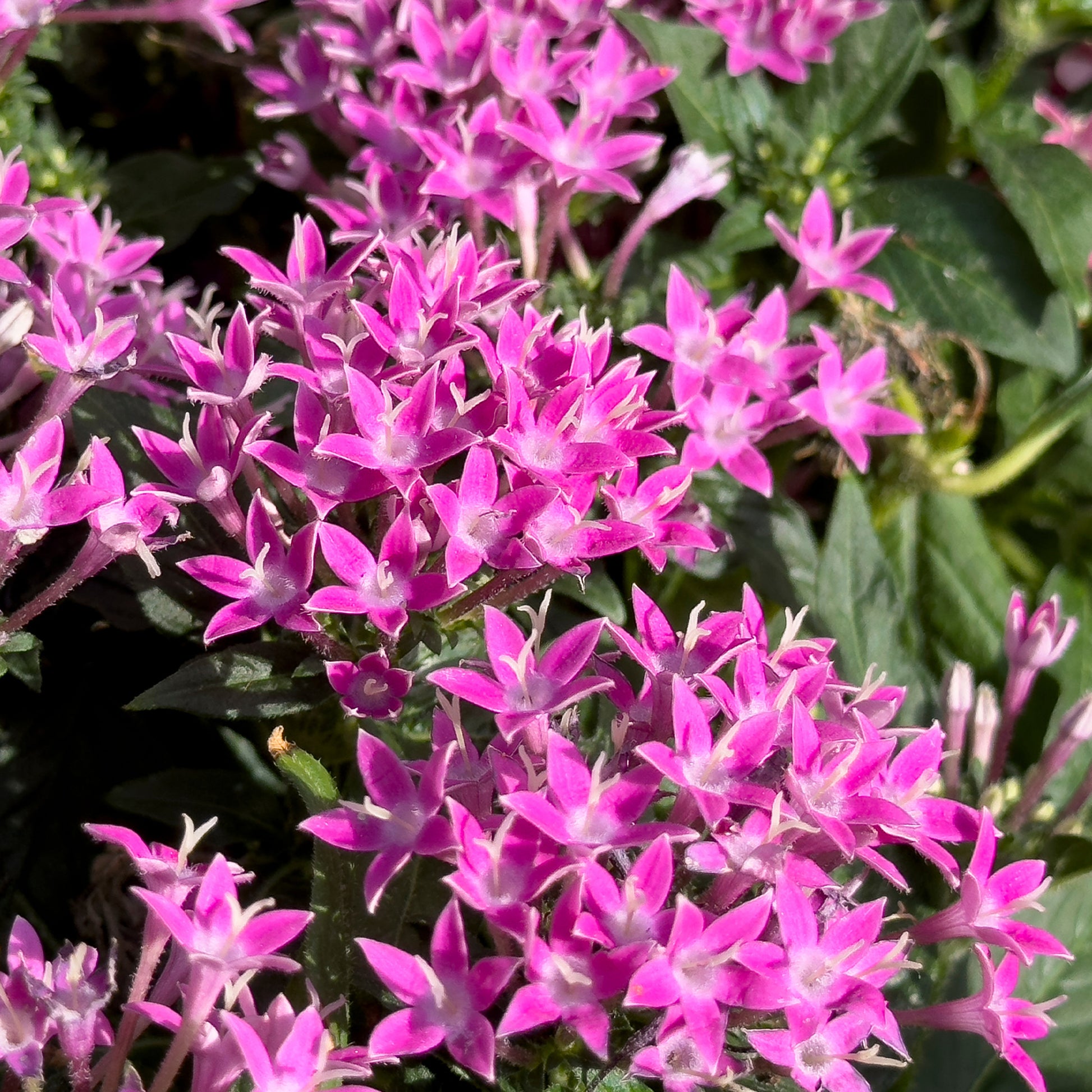 Pentas rose - Pentas rose - Bakker