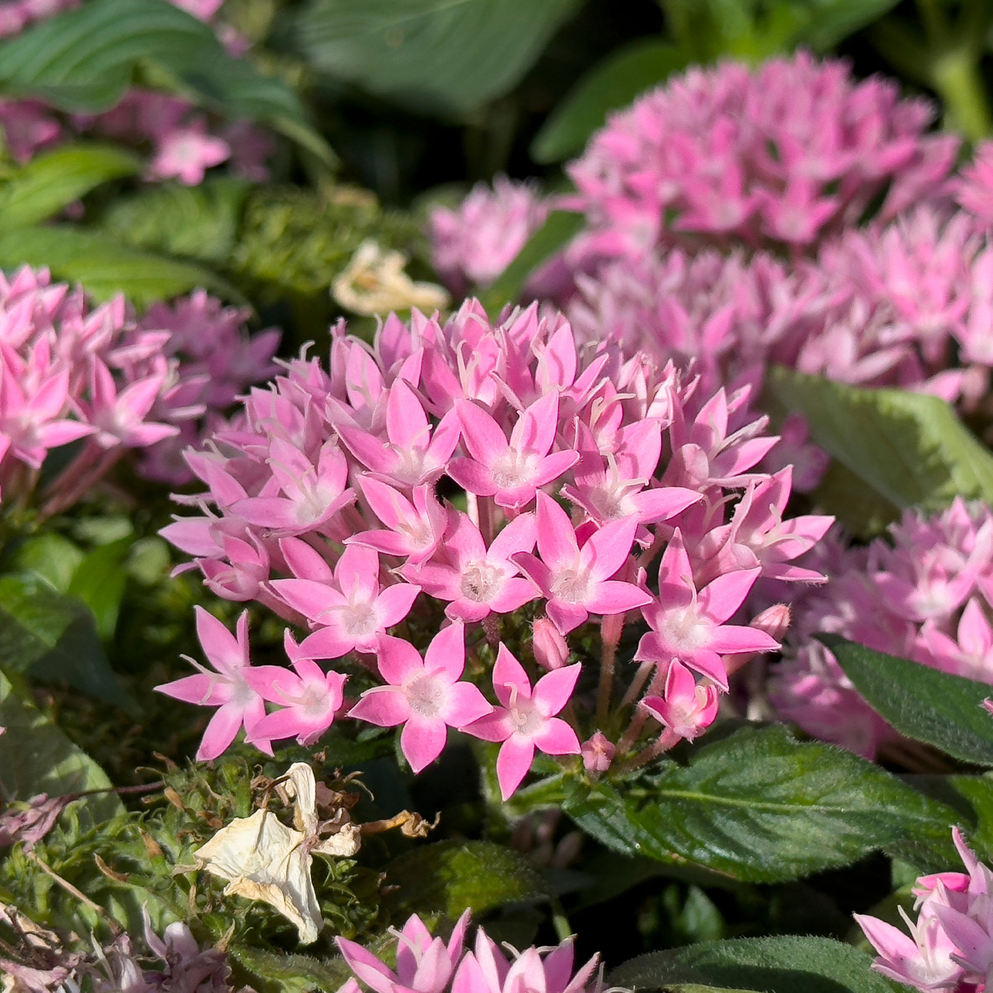 Pentas rose - Pentas rose - Fleurs pour terrasses et balcons