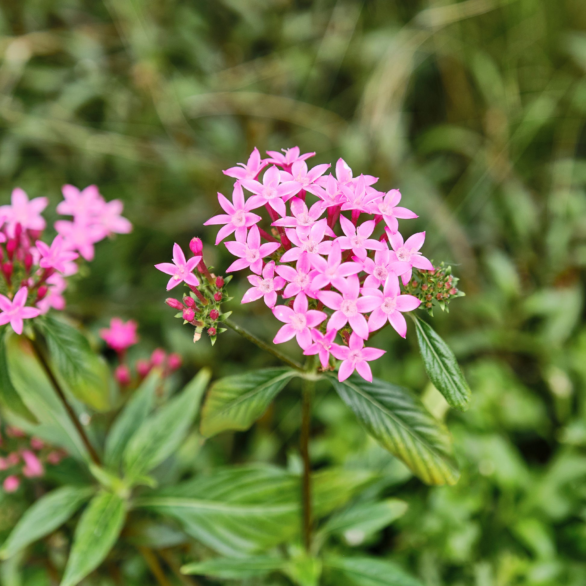Fleurs pour terrasses et balcons - Pentas rose - Pentas rose