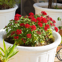 Pentas rouge - Pentas red - Bakker