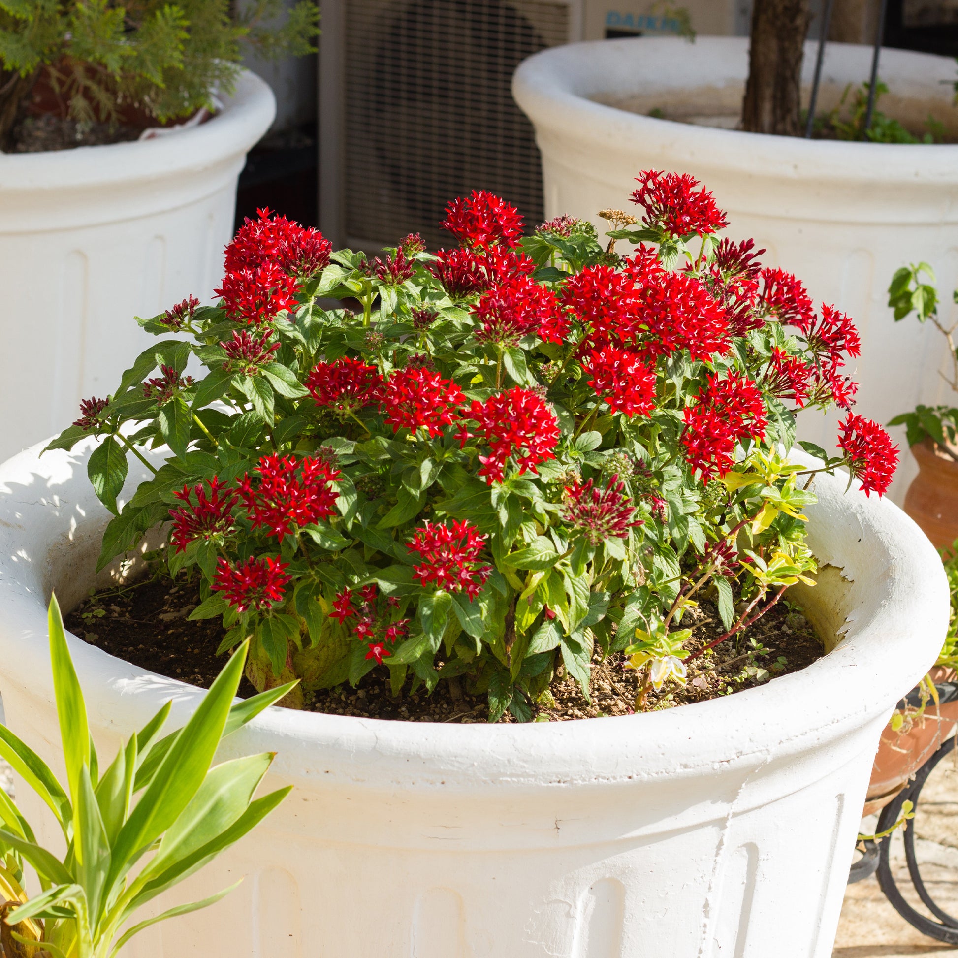 Pentas rouge - Pentas red - Bakker