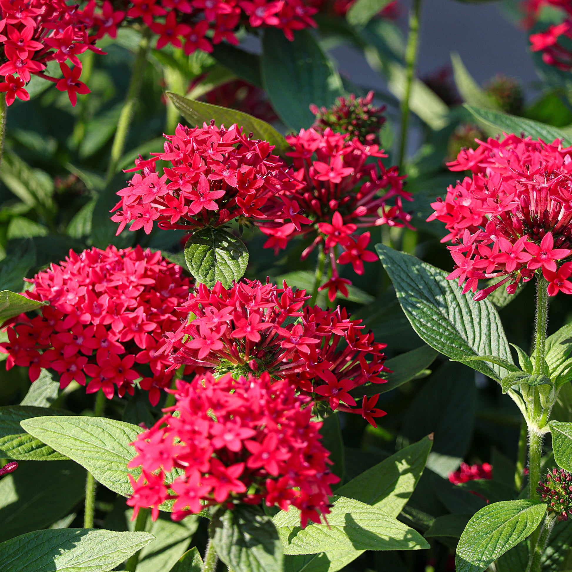 Pentas red - Pentas rouge - Fleurs pour terrasses et balcons