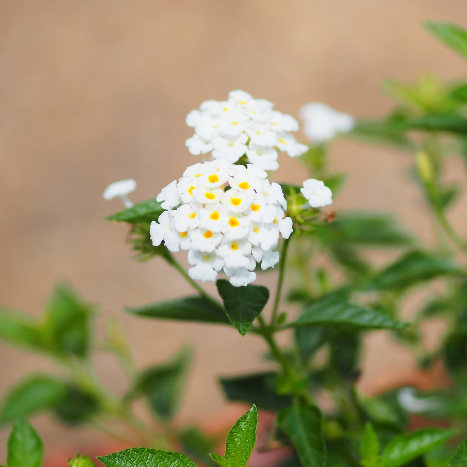 Lantana blanc - Lantana white - Bakker