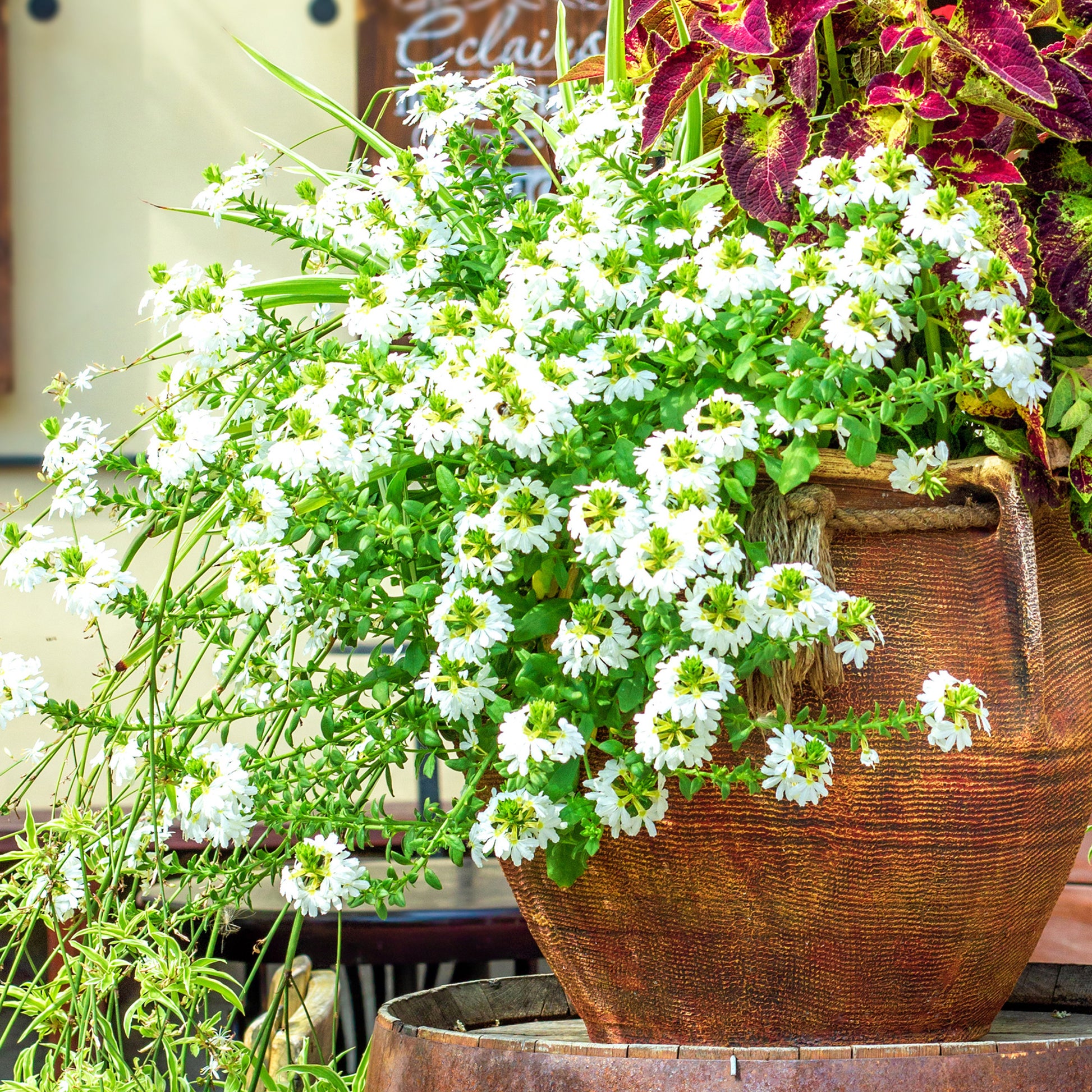 Scaevola blanc - Scaevola  blanc - Bakker