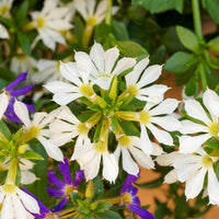 Scaevola  blanc - Scaevola blanc - Fleurs pour terrasses et balcons