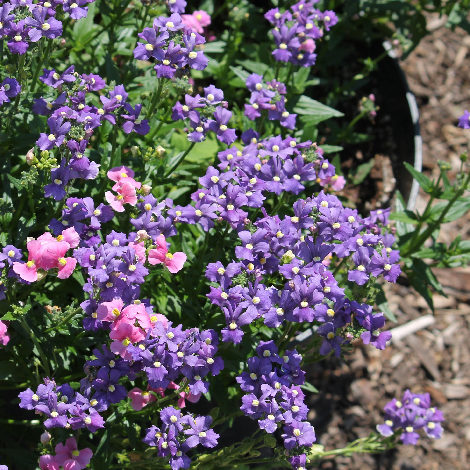 Nemesia  blue - Némésie Bleue - Fleurs pour terrasses et balcons