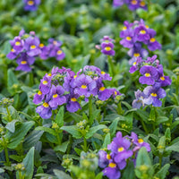 Némésie Bleue - Nemesia  blue - Bakker