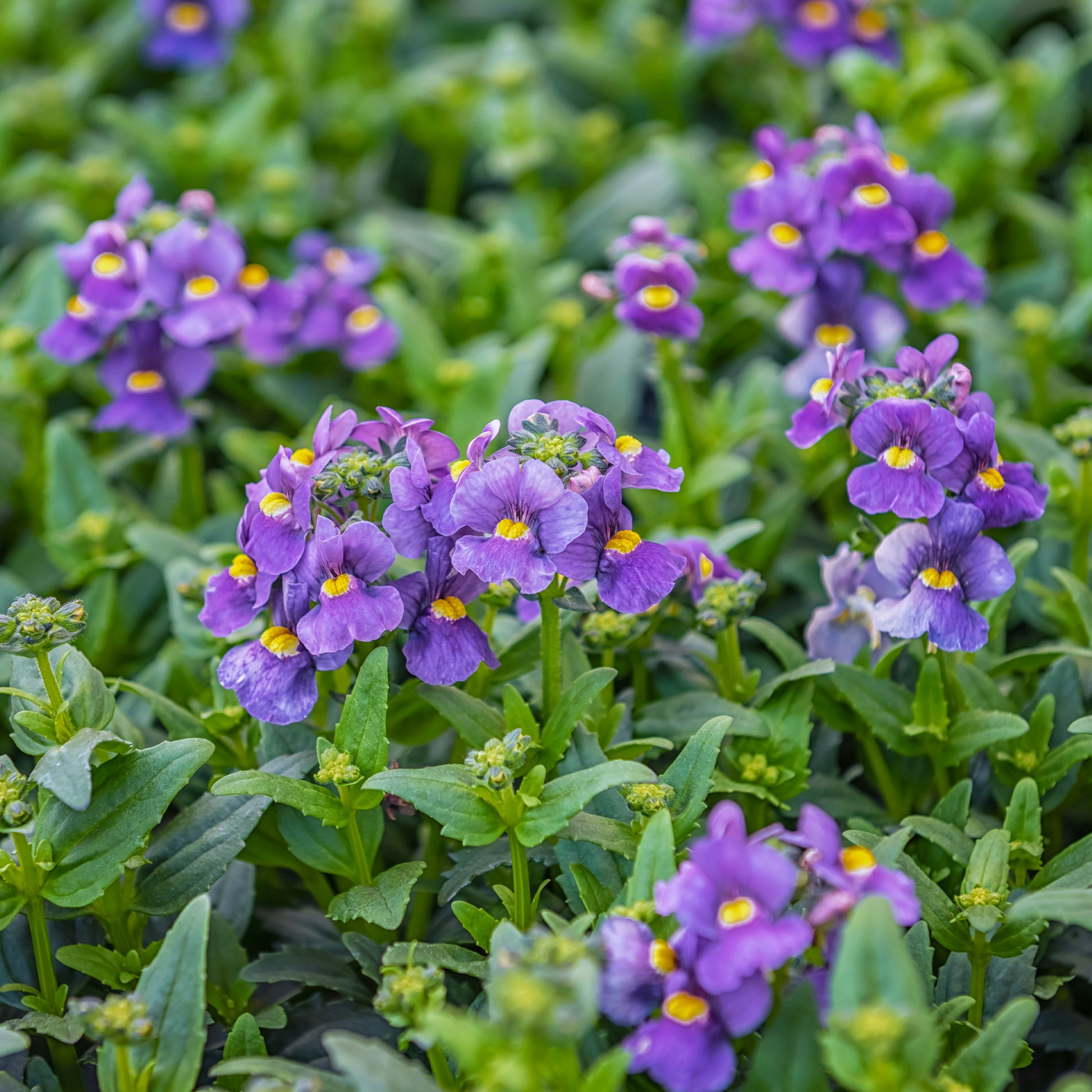 Némésie Bleue - Nemesia  blue - Bakker