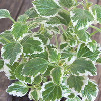 Plectranthus bicolore vert et blanc - Plectranthus bicolore green and white - Bakker