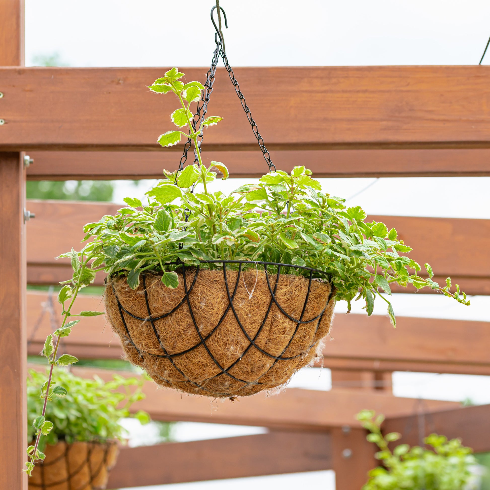 Fleurs pour terrasses et balcons - Plectranthus bicolore vert et blanc - Plectranthus bicolore green and white