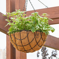 Plectranthus bicolore green and white - Plectranthus bicolore vert et blanc - Fleurs pour terrasses et balcons