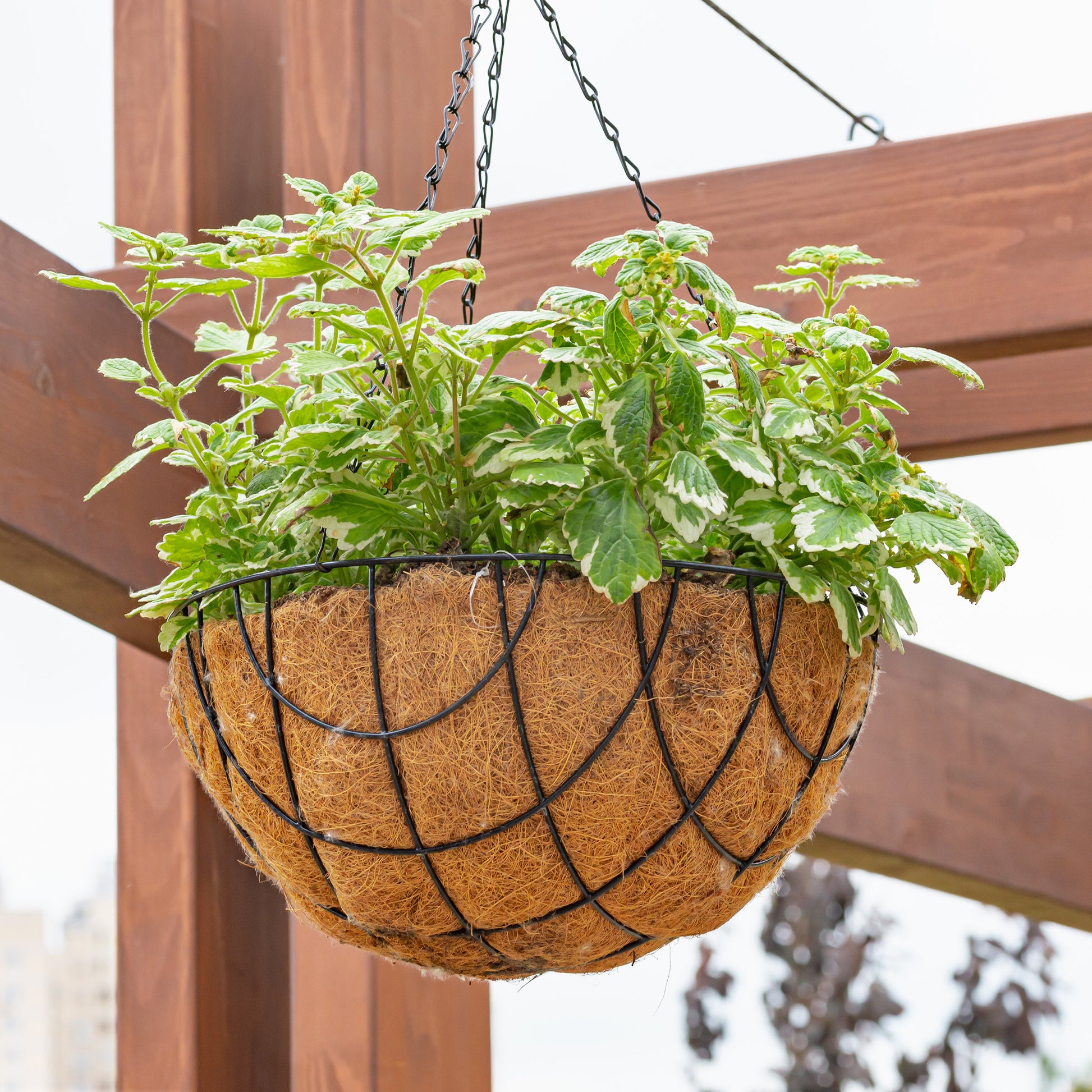 Plectranthus bicolore green and white - Plectranthus bicolore vert et blanc - Fleurs pour terrasses et balcons