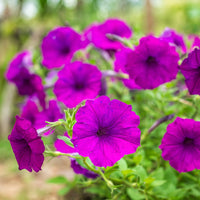 Surfinia violette - Bakker