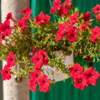 Surfinia rouge - Surfinia red - Bakker