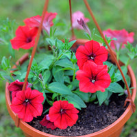 Surfinia red - Surfinia rouge - Petunia et Calibrachoa