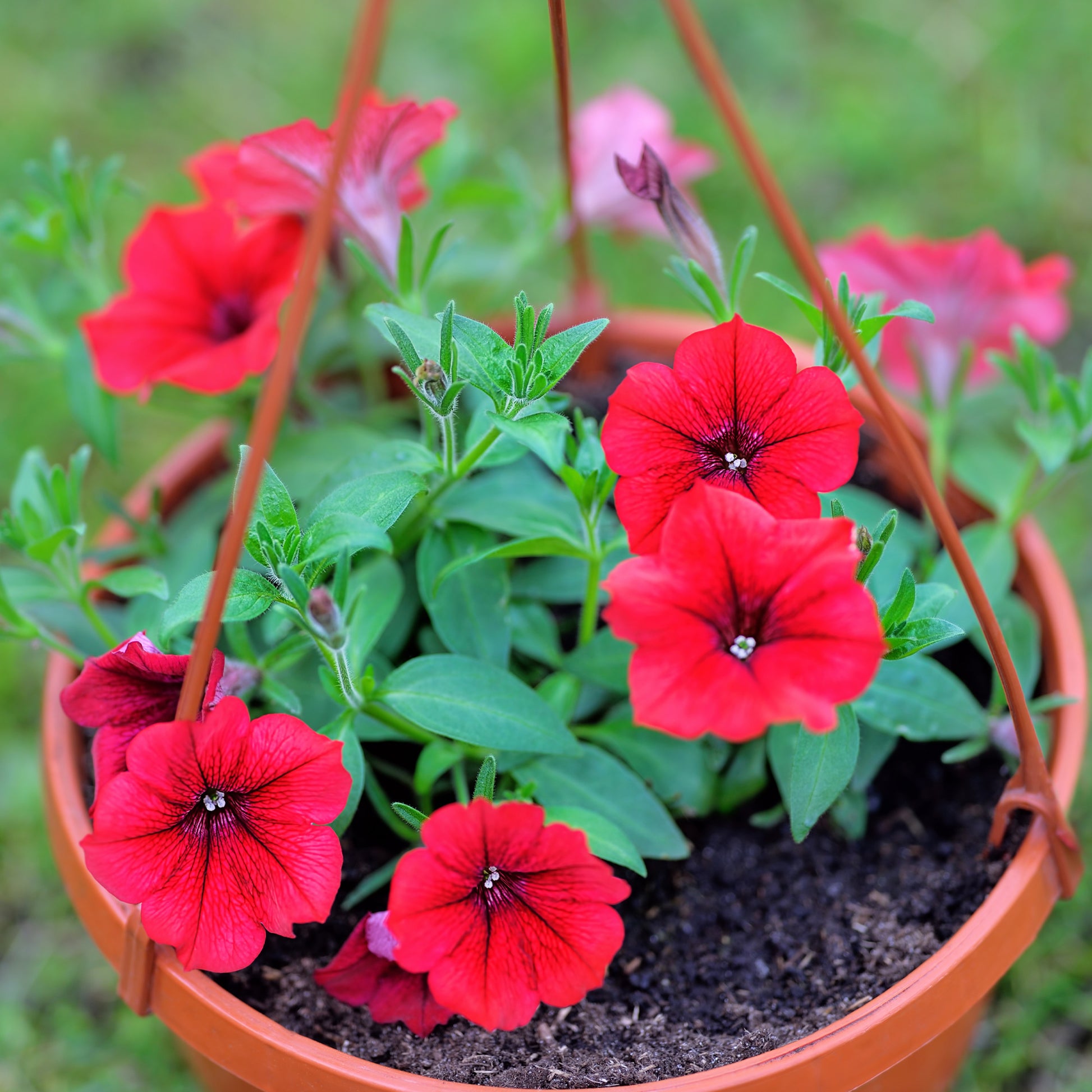 Surfinia red - Surfinia rouge - Petunia et Calibrachoa
