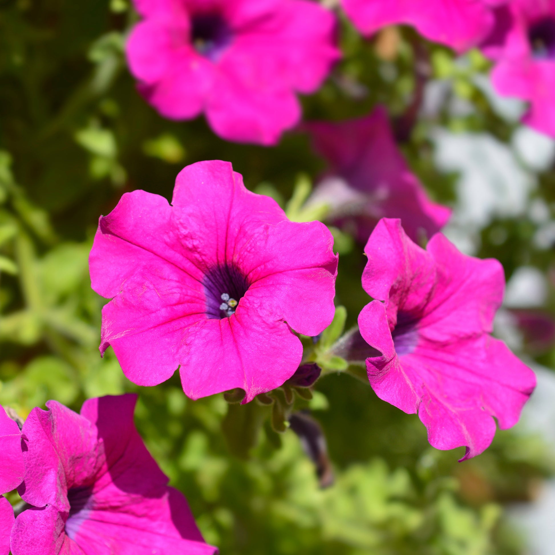 Surfinia rose - Surfinia pink - Bakker