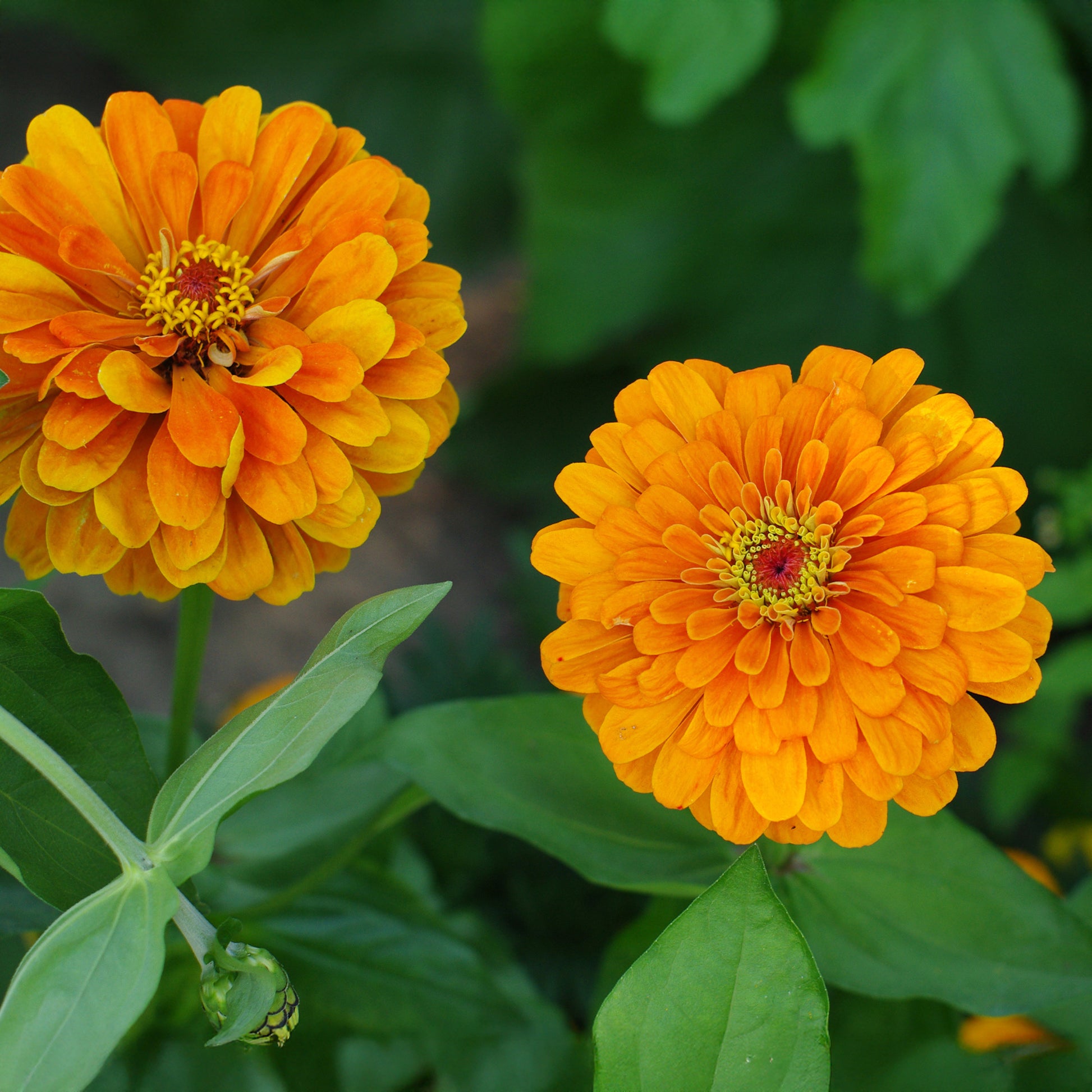Zinnia  orange - Zinnia orange - Fleurs pour terrasses et balcons