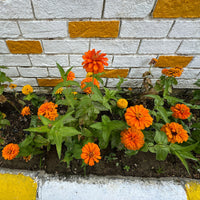 Zinnia orange - Zinnia  orange - Bakker