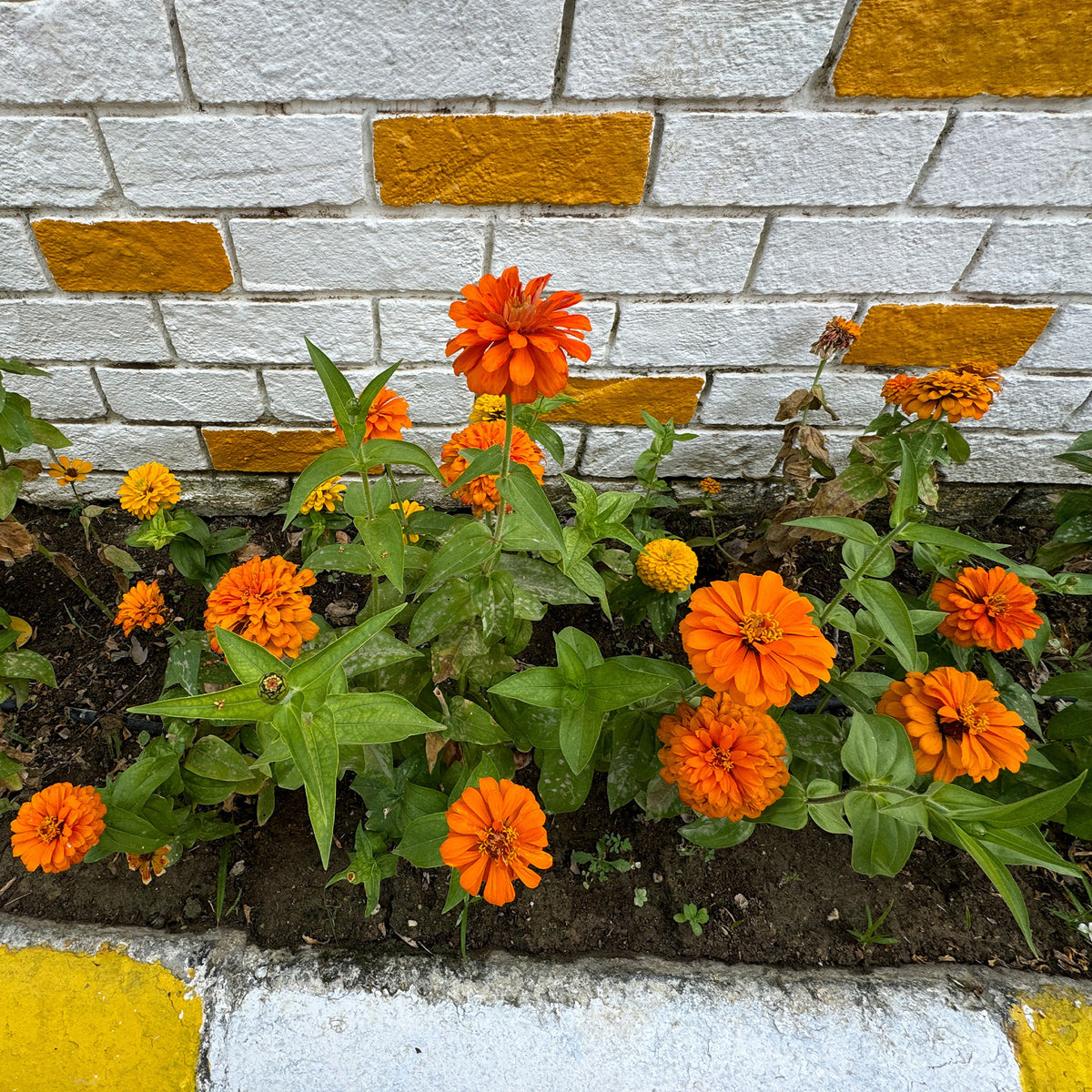 Zinnia orange - Zinnia  orange - Bakker