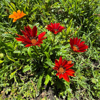 Gazania rouge - Bakker