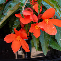 Bégonia pendula orange - Bégonia retombant orange - Fleurs pour terrasses et balcons