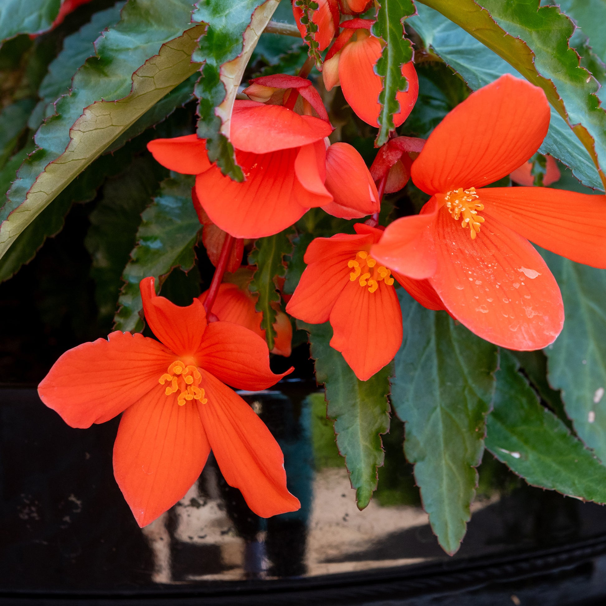 Bégonia pendula orange - Bégonia retombant orange - Fleurs pour terrasses et balcons