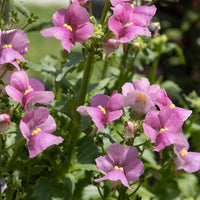 Némésie rose - Nemesia pink - Bakker