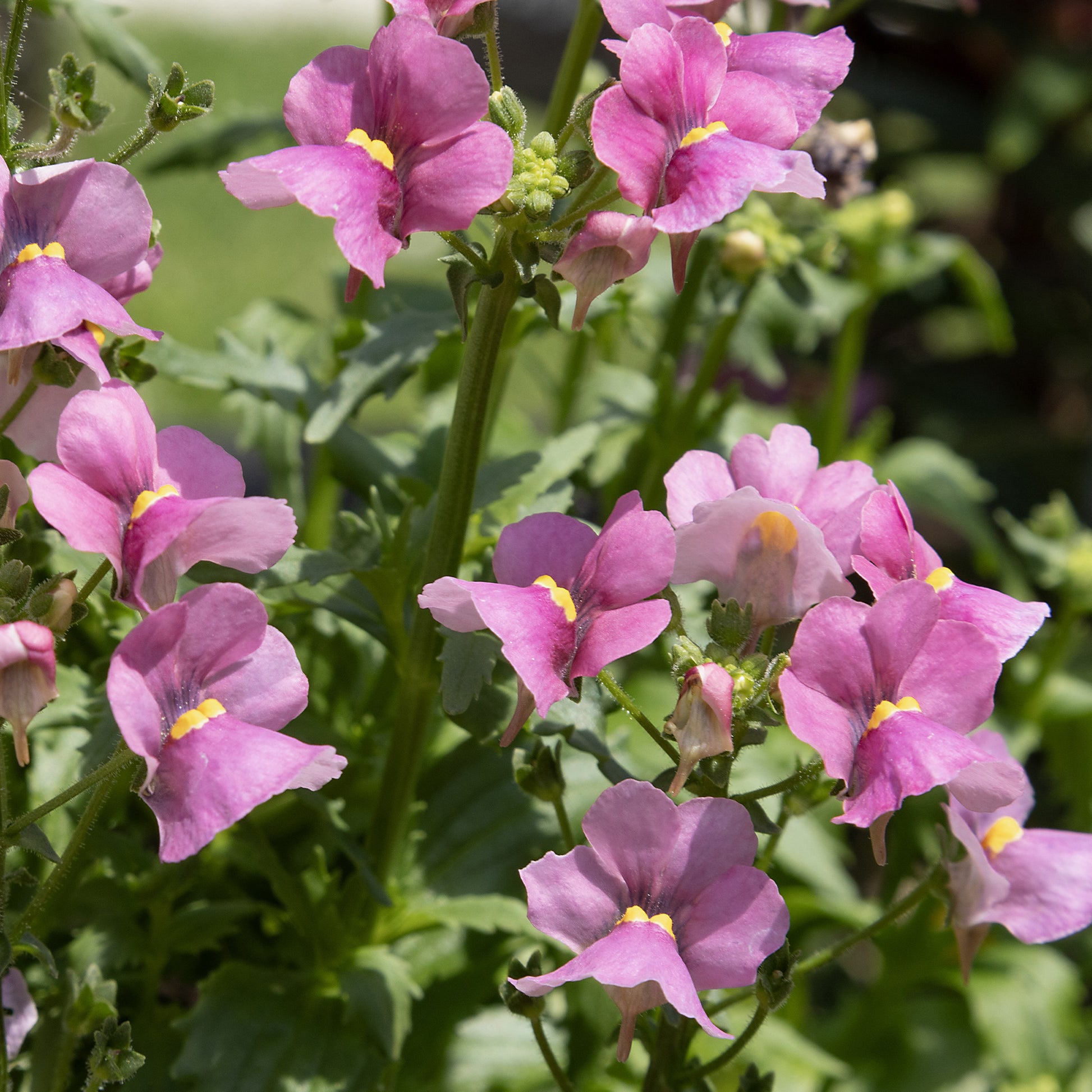 Némésie rose - Nemesia pink - Bakker